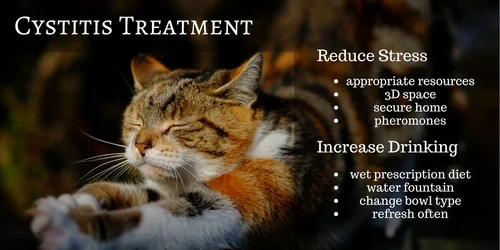 Cat cystitis treatment top pets at home
